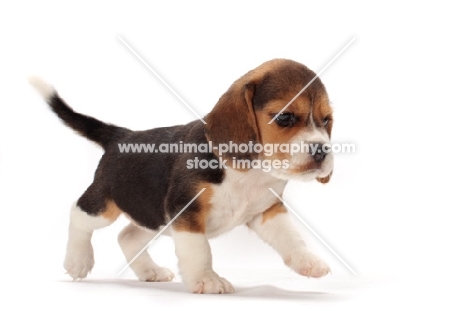 Beagle puppy walking on white background