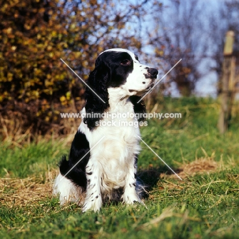 black and white cocker spaniel