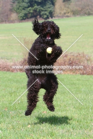 Barbet trying to catch ball