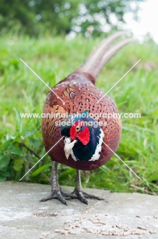 Pheasant looking towards camera