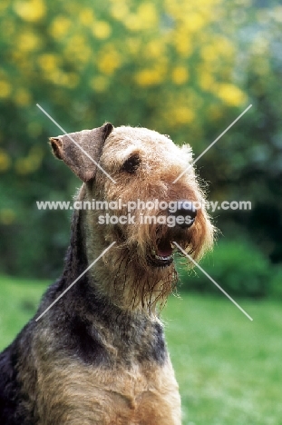 Airedale portrait, blurred background
