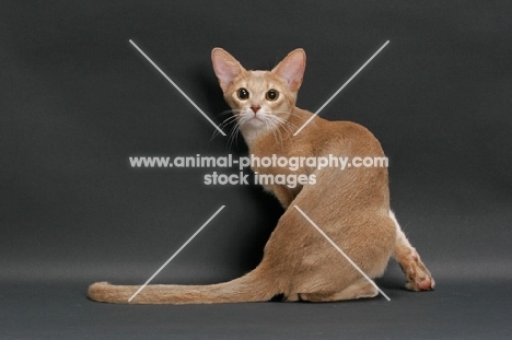 fawn Abyssinian on grey background, back view