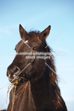 Morgan Horse portrait, chewing hay