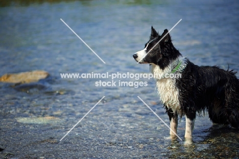 black and white border collie standing still in a lake