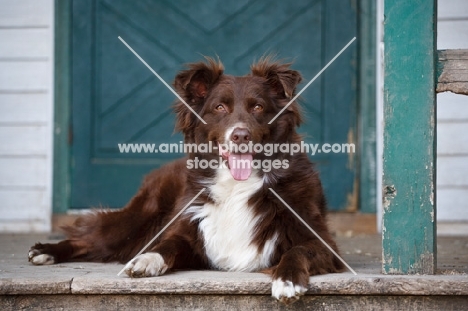 Australian Shepherd Dog lying on porch