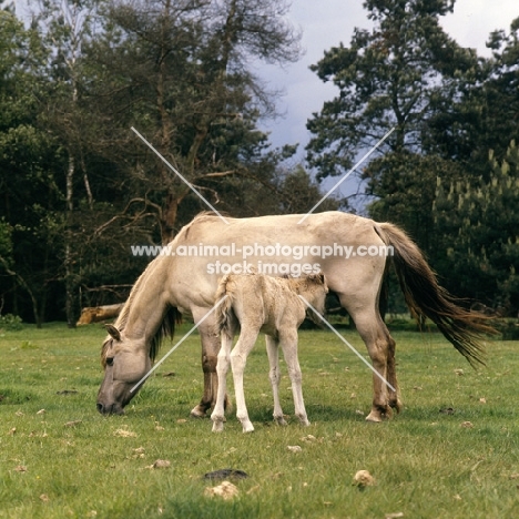 Dulmen pony with foal suckling full body 