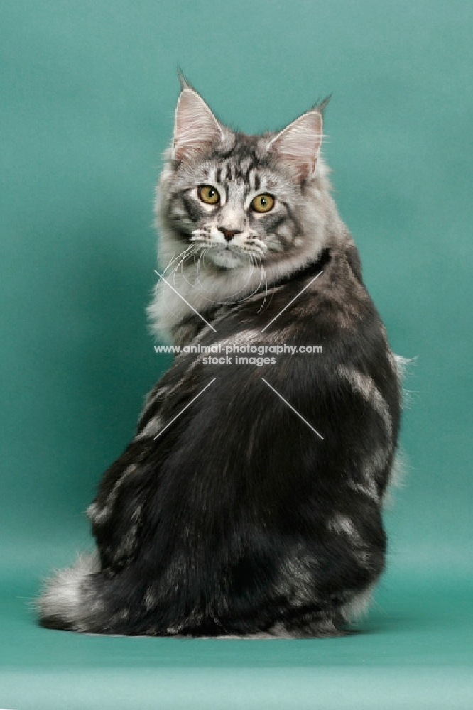 Silver Classic Tabby Maine Coon, green background, back view