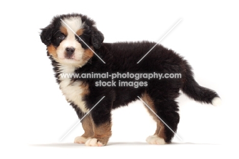 bernese Mountain dog puppy