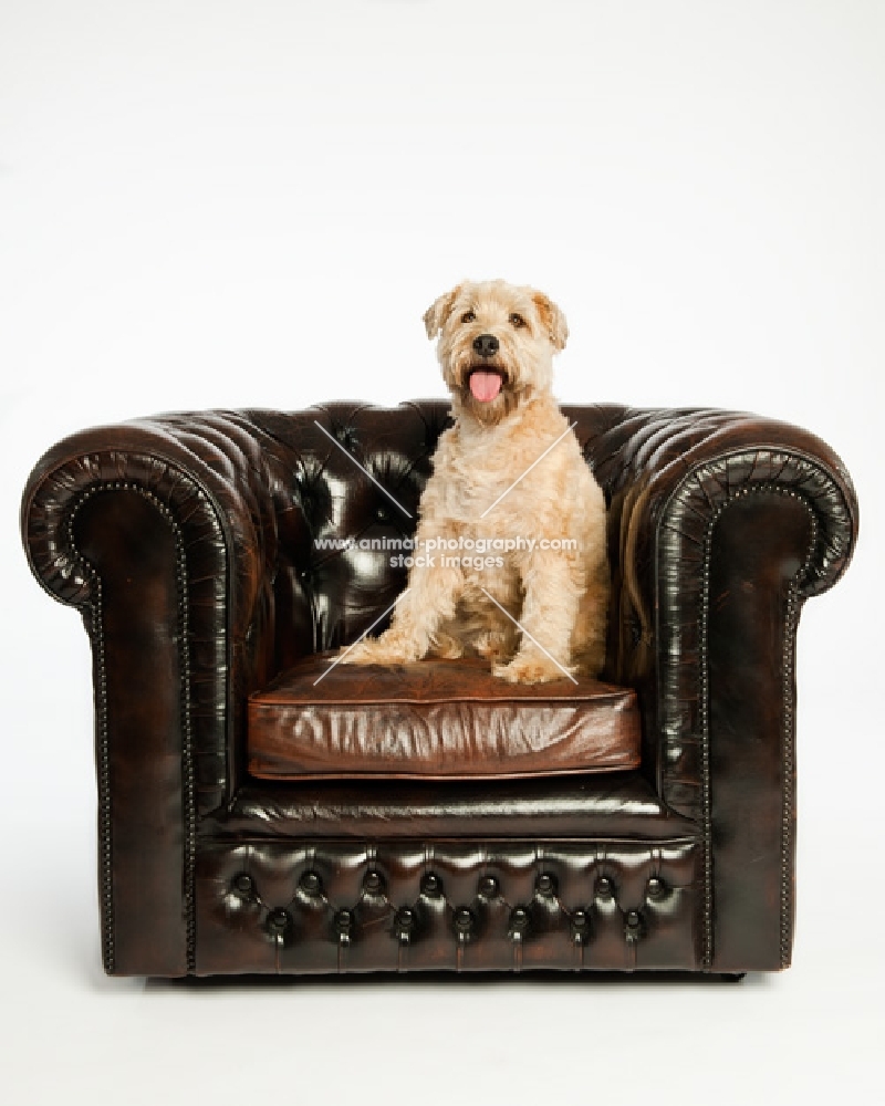 Soft Coated Wheaten Terrier in chair