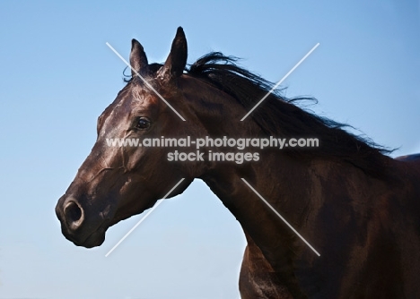 quarter horse with blue sky