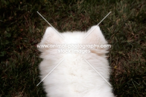 Samoyed top view