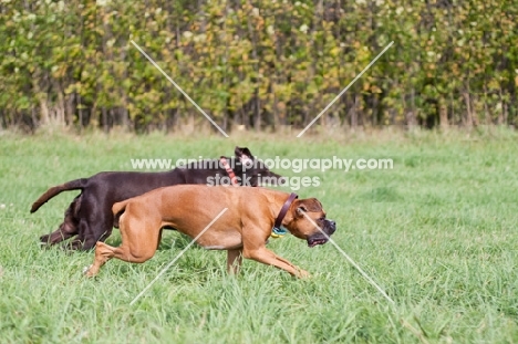 Boxer walking in field