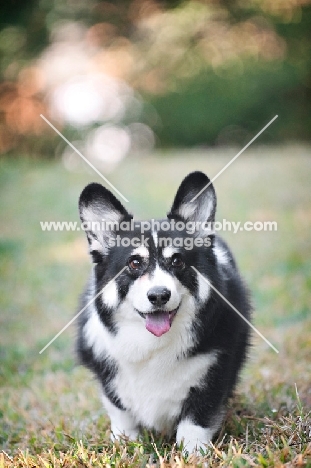 pembroke welsh corgi walking toward camera