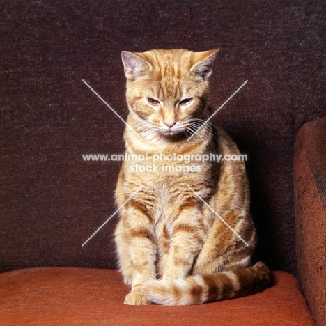 tabby cat sitting on a chair