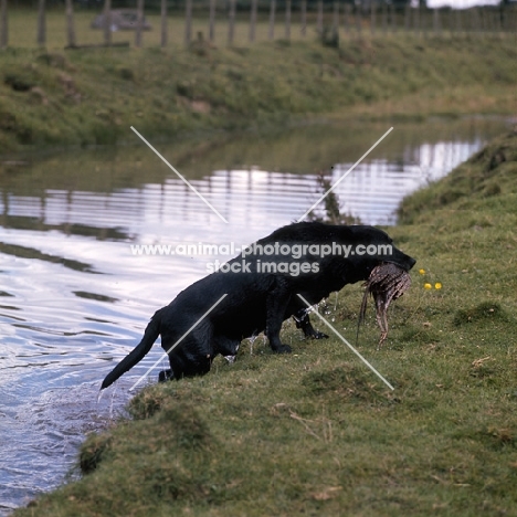 labrador retrieving, leaving  water