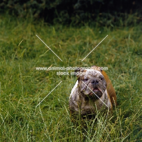 coatesmar watney keg, bulldog with muddy face