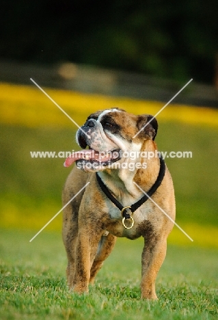 Bulldog standing on grass