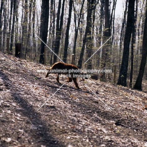 irish setter trotting out in usa  among trees 