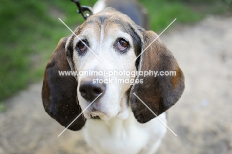 Senior Basset hound in park.