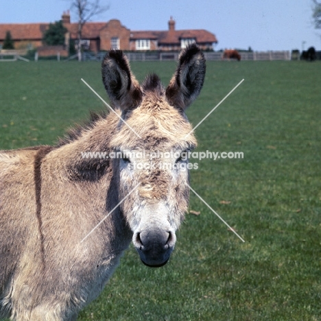 donkey at ridgeway house farm, portrait