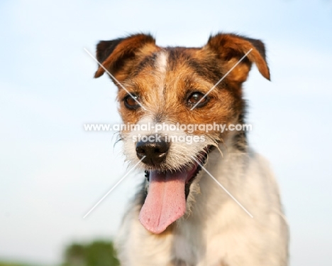 jack russell terrier portrait