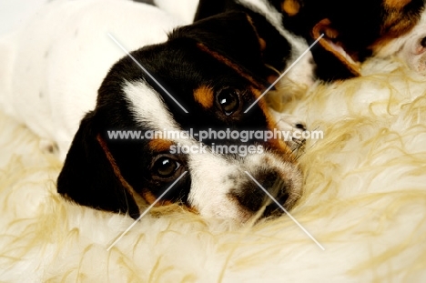 Jack Russell puppy lying down