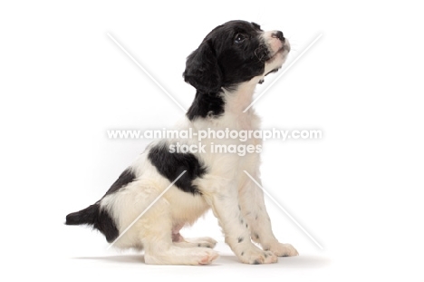 Brittany puppy on white background, sitting down