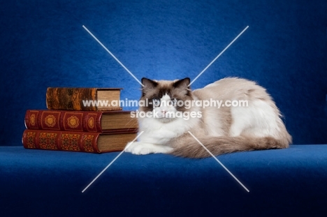Ragdoll cat on blue background with books