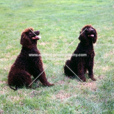 two irish water spaniels looking up