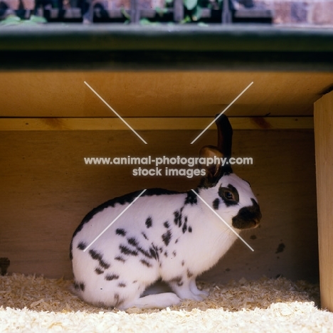english rabbit in a hutch