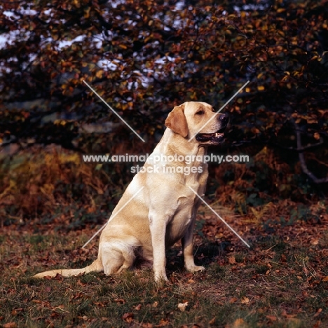 labrador sitting among autumn leaves