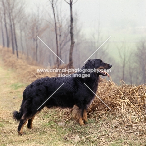 ger ch asko vom brunnenhof  hovawart standing on high ground looking out