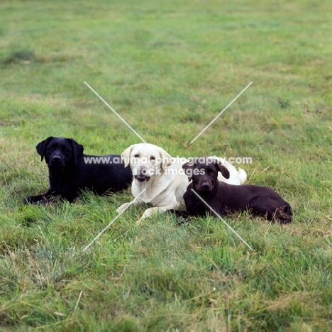 yellow, black and chocolate labrador puppies