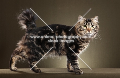 Champion American Bobtail (standing to right, looking at camera, tail up, good leg separation)