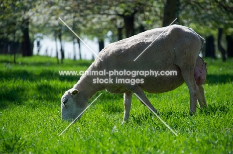 Swifter sheep, grazing