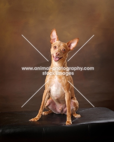 Red Miniature Pinscher