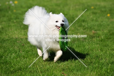 Japanese Spitz with frisbee