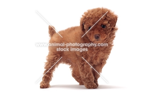 apricot coloured Toy Poodle puppy on white background