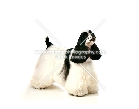 black and white Cocker Spaniel standing on white background