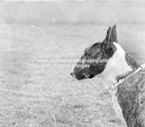 bull terrier head in profile