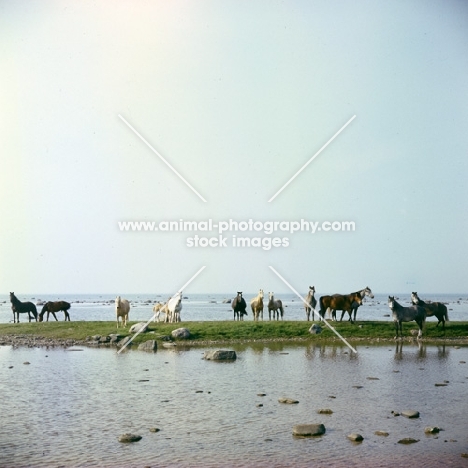 long shot of group of Estonian Kleppers by the sea