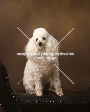 white Miniature Poodle posing in studio