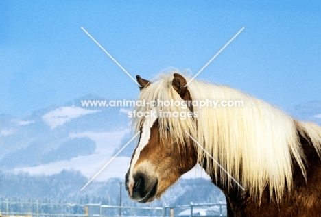 Haflinger colt portrait