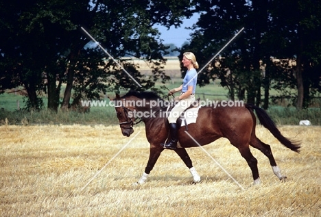 hanoverian mare ridden by a lady in germany