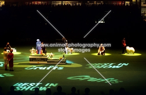 terry thorn judging crufts 1997 picks best in show yorkshire terrier