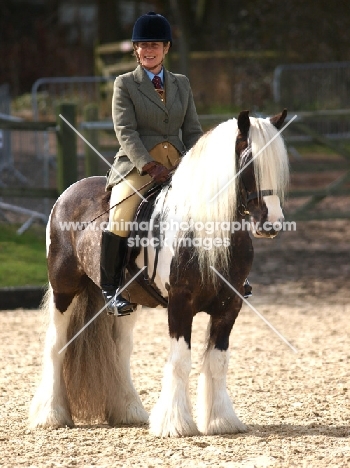 beautiful Piebald horse with rider