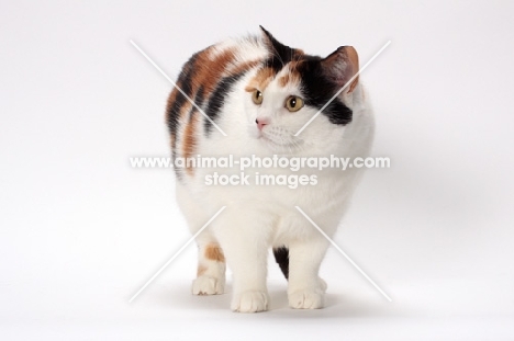 Tortoiseshell and White Manx cat on white background