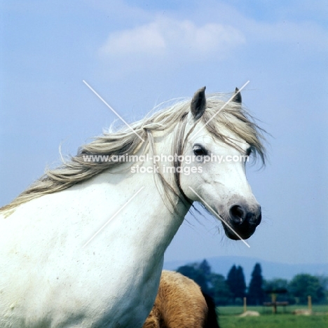 welsh mountain pony at pendock stud