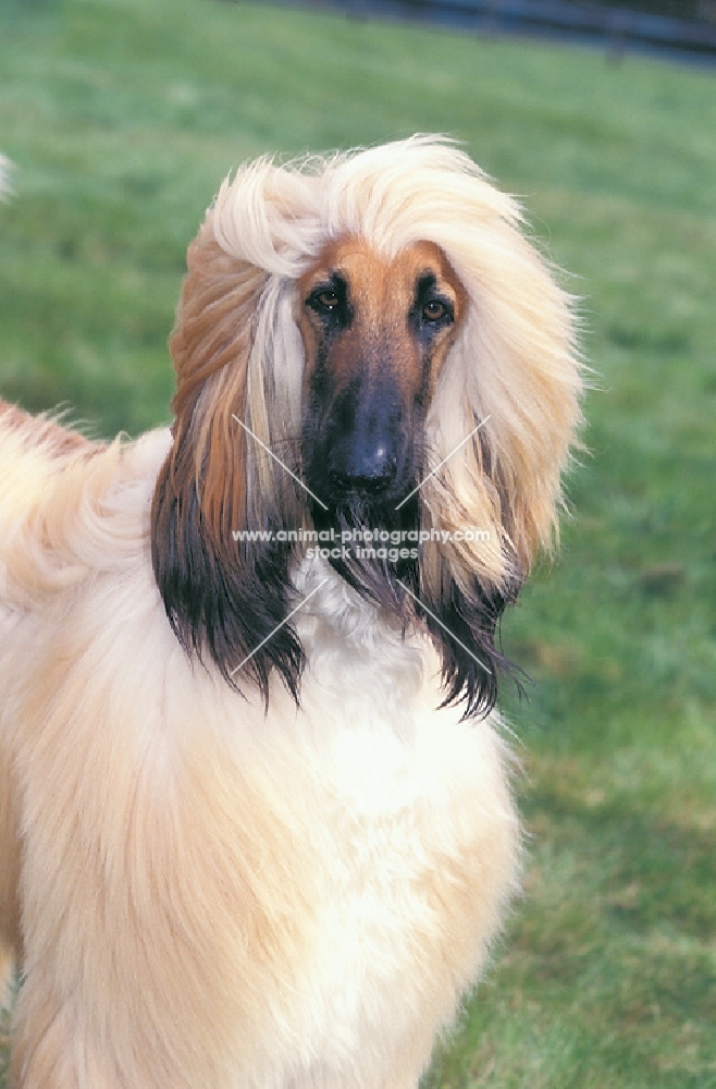 Afghan Hound portrait