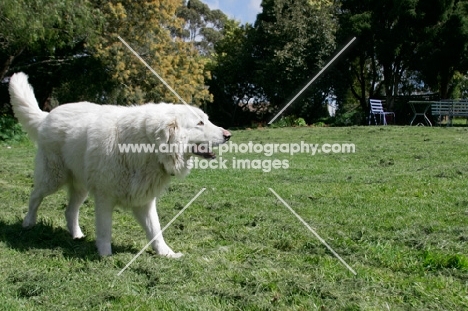 Maremma Sheepdog, walking